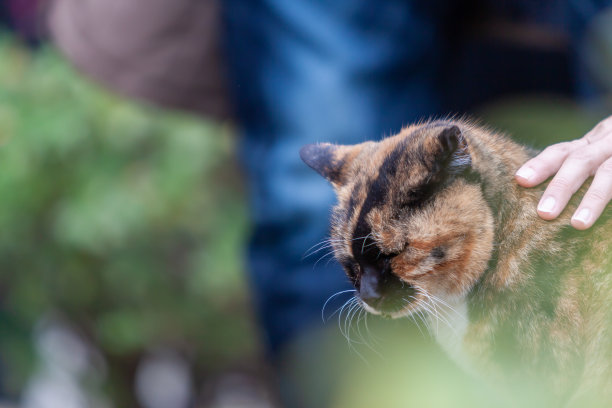 生锈的猫图片下载