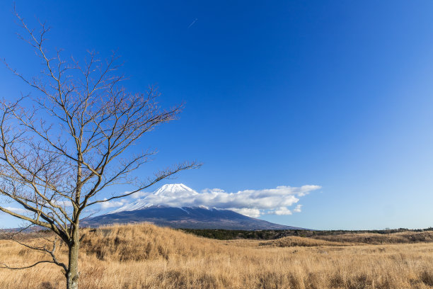 冬天的凋零和富士山图片下载