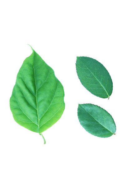 绿叶孤立与白色背景图片下载