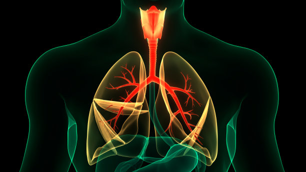 人体呼吸系统及肺解剖学图片下载