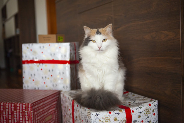 猫在礼品盒上图片下载