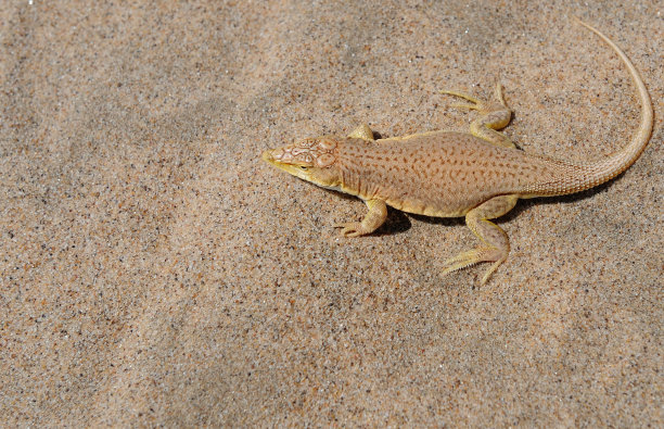 一只纳米布沙漠壁虎全神贯注，每次抬起一只脚来降温图片下载