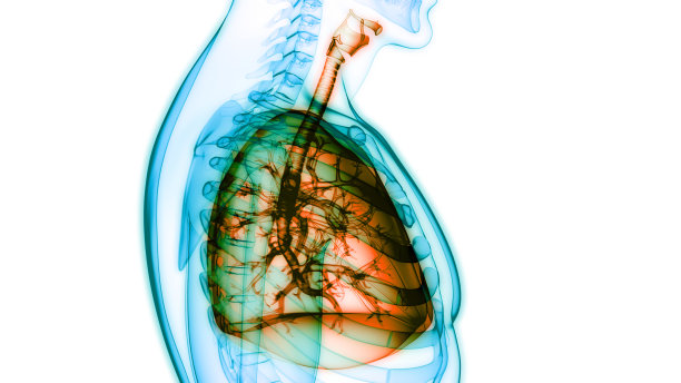 人体呼吸系统及肺解剖学图片下载