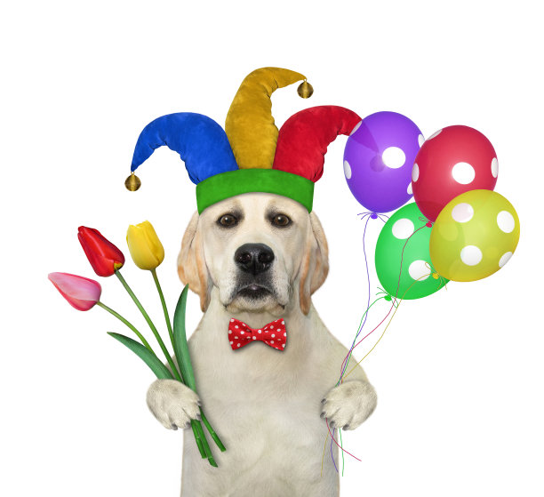 狗小丑拿着一束郁金香图片下载