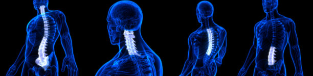 人体骨骼系统解剖学的脊髓和脊柱图片下载