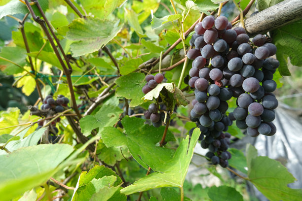 葡萄在托斯卡纳葡萄栽培。农业生物葡萄酒生产图片下载