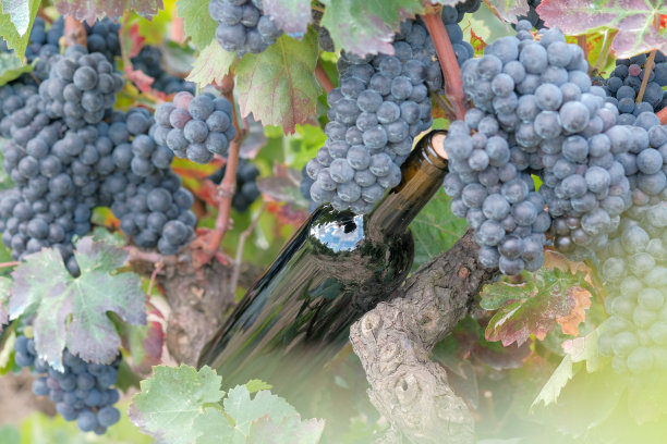 没有标签的红酒瓶子是室外的葡萄藤图片下载