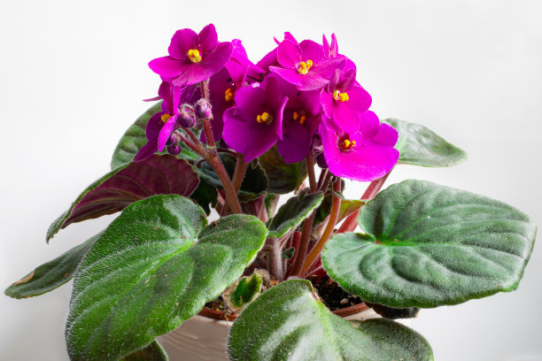 非洲紫罗兰的紫色花朵图片下载