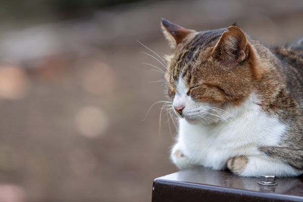 鲭鱼的猫图片下载