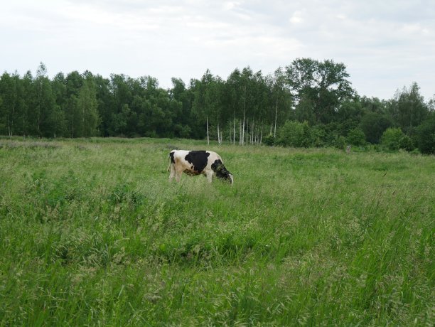 白色和黑色的奶牛在草地上吃草。图片下载