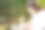 女士工作在家花园和她的狗伴侣。图片下载