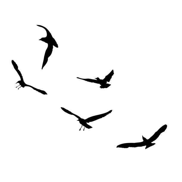 一组海鸥鸟，水手纹身素描。飞翔的海鸥的黑色轮廓在白色的背景上。海洋集。画了不同形状的水鸟在鸟群中。向量。图片下载