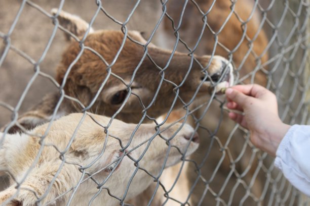 潘帕斯草原上的两只鹿，通过铁丝围栏吃饱了，被人关在笼子里，动物被关在笼子里图片下载