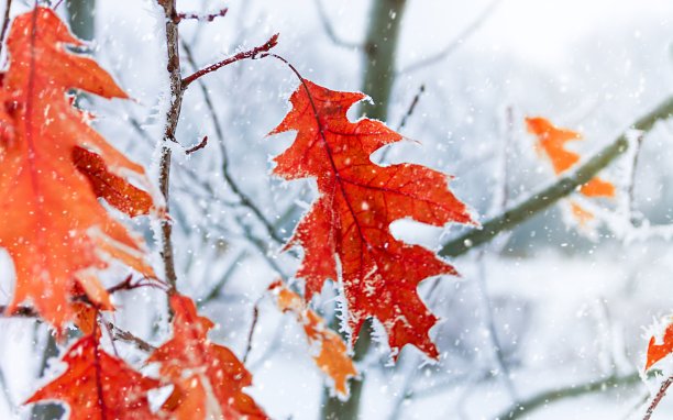 一场霜冻中的秋叶。秋天的霜冻。秋日霜冻的树叶背景。景深浅素材图片