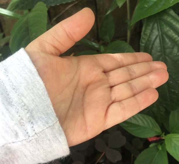 张开的手图片下载