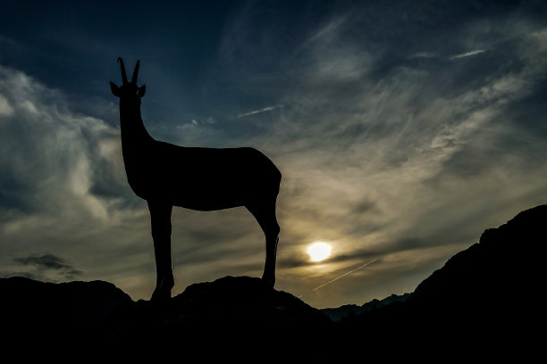 鹿的剪影，数码照片图片作为背景图片下载