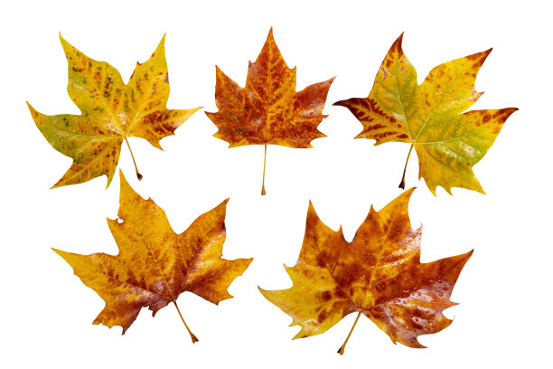 秋天黄色梧桐树的叶子孤立在白色图片下载