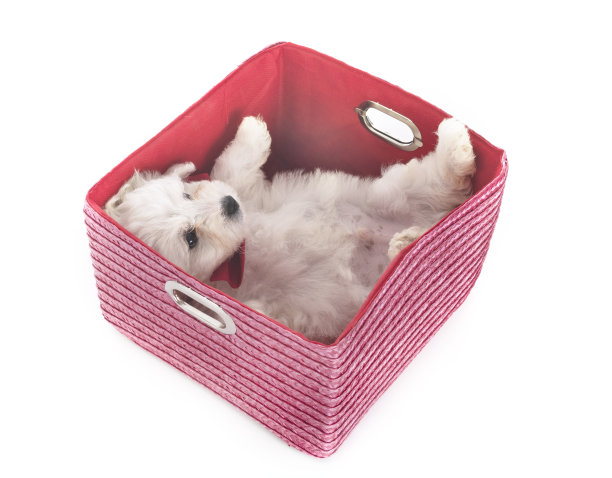 小卷毛比雄犬图片下载