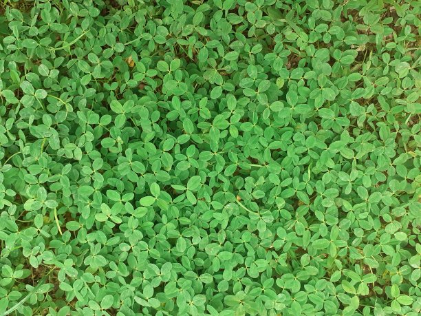 三叶草或三叶草是三叶草属植物的常见名称图片下载