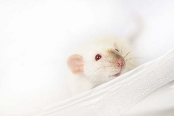 有趣的小白鼠看起来很有趣图片下载