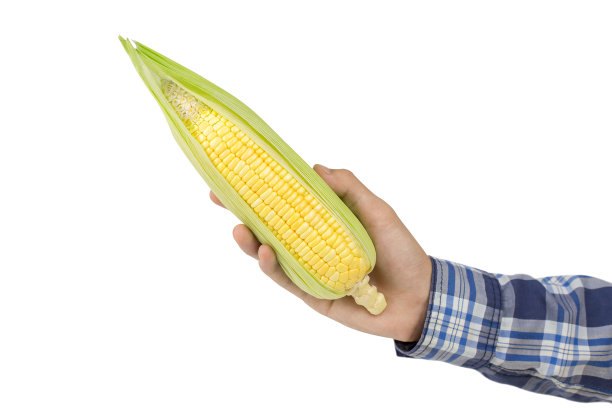 农民手握新鲜的甜玉米孤立在白色背景。图片下载