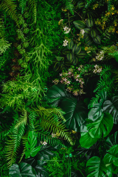 抽象绿叶纹理，自然背景，热带叶图片下载