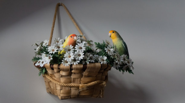 两只鹦鹉在篮子里图片下载