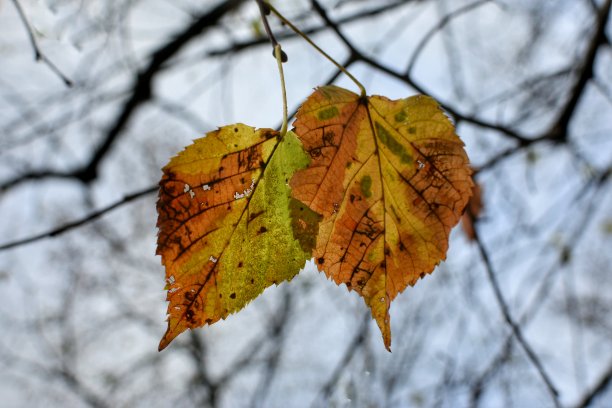 树上的两片美丽多彩的秋叶图片下载