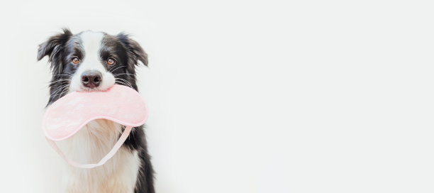 不要打扰我，让我睡觉。有趣的小狗边境牧羊犬与睡眠眼罩隔离在白色背景。休息好，晚安，午睡，失眠，放松，疲倦，旅行，概念，横幅图片下载