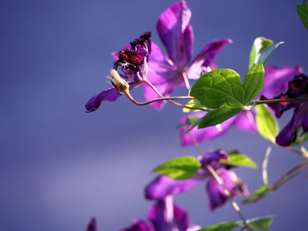 紫色的铁线莲花蕾在灰色的沥青背景和绿色的叶子在秋天晴朗的日子，夏天盛开的九重葛，图片下载