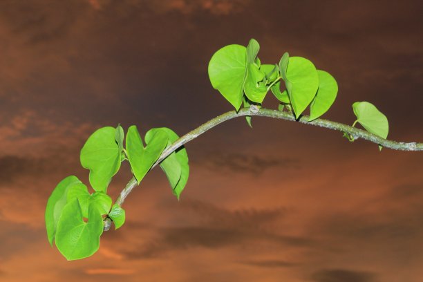 沙皇的叶子图片下载