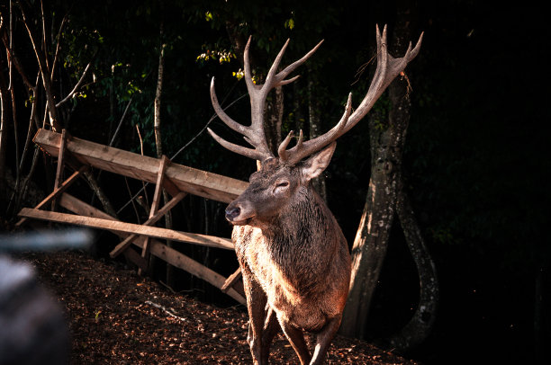威严的雄鹿在镜头前摆姿势图片下载