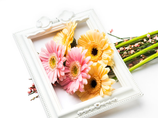 美丽的非洲菊花束在框架上的白色图片下载