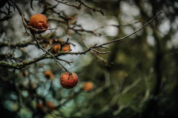 腐烂的果实在树上图片下载