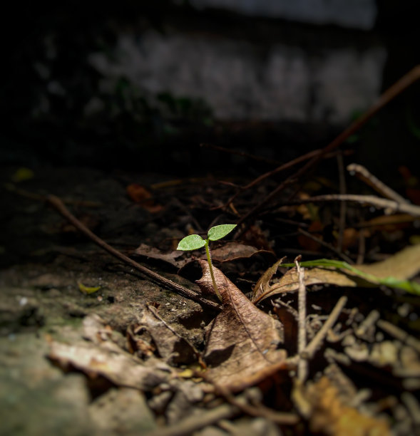 在不利的环境中成长图片下载