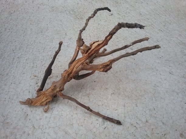 椰子分支图片下载