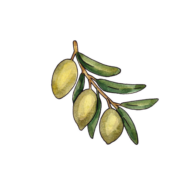 手绘水彩画在白色的背景。绿色橄榄枝上的水彩画插图。孤立的设计元素。图片下载