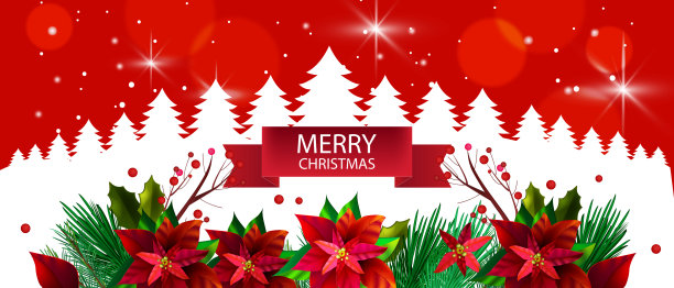 圣诞冬季花卉背景与松树轮廓，常青树边框，红一品红叶。图片下载