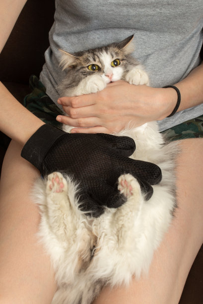 一个女人在梳理她的家猫图片下载