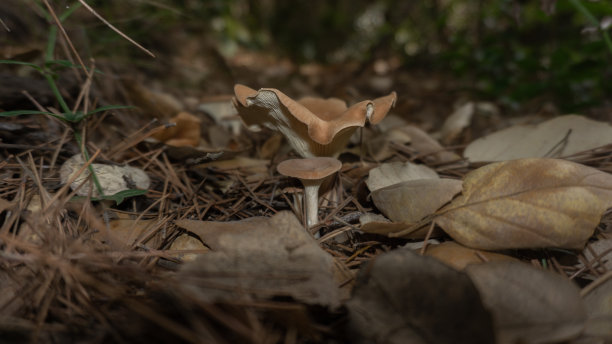 森林中孤立的蘑菇图片下载