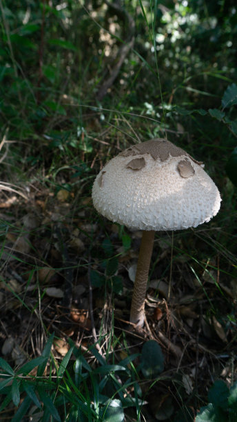 森林中孤立的蘑菇图片下载