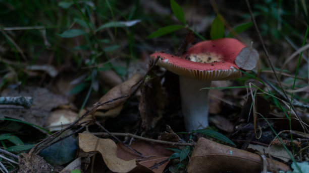 森林中孤立的蘑菇图片下载