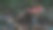 森林中孤立的蘑菇图片下载
