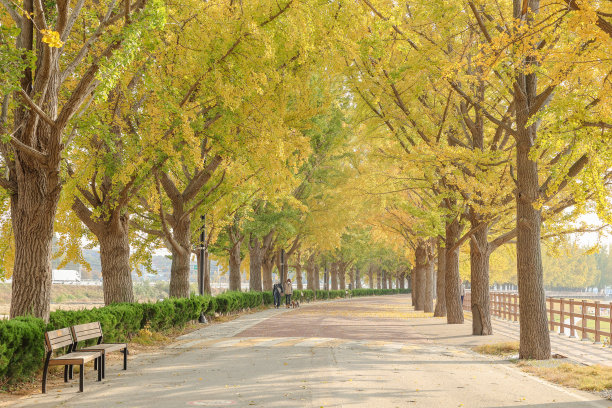 韩国秋景区五宫川溪银杏树路图片下载
