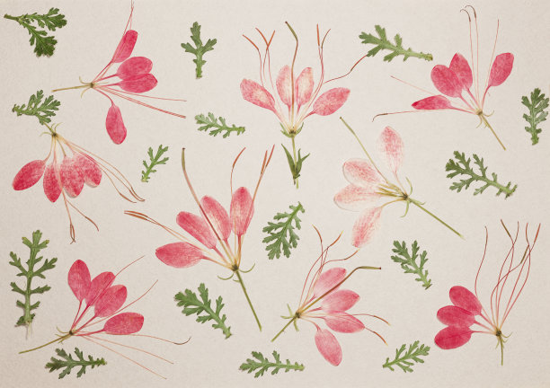 旧相册里的一页。花醉蝶花属。剪贴簿元素装饰的叶子，花和花瓣花。贺卡，请柬和祝贺。用于剪贴簿，问候。图片下载