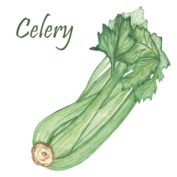 水彩手绘自然清新的插图与绿色芹菜茎叶有机健康蔬菜组成与芹菜文字在白色的背景图片下载