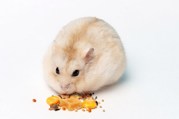 一只小仓鼠在白色背景上吃干粮。图片下载