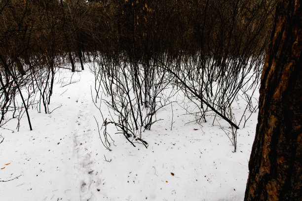 黑暗的冬季森林，大雪堆。森林里被雪覆盖的小径图片下载