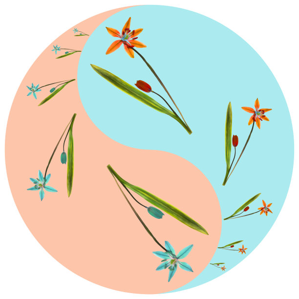 花象征阴阳。蓝铃,斯库拉。几何图案的阴阳符号，从植物的彩色背景在东方风格。阴阳符号取自花、花瓣。曼荼罗的花卉插图。图片下载