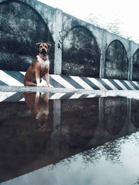 在路障上看守小狗图片下载